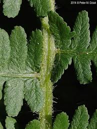 Image result for Deparia