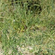 Image result for Acrotome hispida