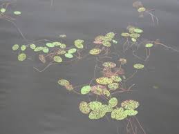 Image result for Brasenia schreberi