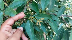 Closeup View of Maple Tree Winged Seed Pods Samara Fruit or Helicopter Seeds Stock Photo - Image of autumn, garden: 404402930