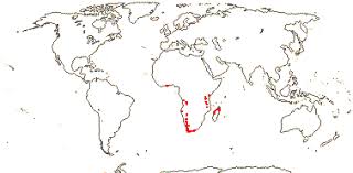 Image result for Montiniaceae