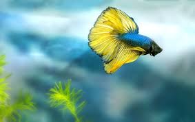 Guppies are best kept in a group with at least three male guppies and about twice as many female fancy guppies. Can Guppies Live With Bettas All You Need To Know Fish Tank Master