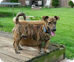 Find your new companion at nextdaypets.com. Cincinnati Oh Jack Russell Terrier Meet Chiggers A Pet For Adoption