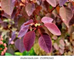 Image result for Euphorbia cotinifolia