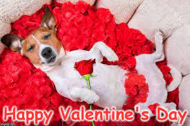 Image Tagged In Dog Imgflip Here 75 sweetly funny valentines day memes we gathered for you. image tagged in dog imgflip