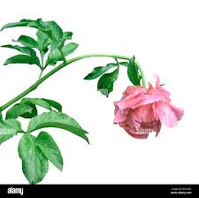 Summer pink rose Cut Out Stock Images & Pictures