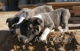 The olde english bulldogge is an american breed created recently as a result of crossing the american bulldogs, english bulldog, american pitbull terrier, and bull mastiff. Buy Bulldog Puppyallot Of Bully Olde English Bulldogges