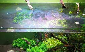 6 Causes Of Aquarium Oil And Protein Films And How To Fix It Fishlab