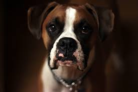 Brain cancer or brain tumour in a boxer dog: Oral Tumors Animal Dental Specialist