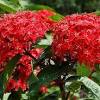 Plants are thriving nicely and have made are an excellent property border. Https Encrypted Tbn0 Gstatic Com Images Q Tbn And9gcsrpsjrth Ikxzoypgpab8 Jhsfvbtucbg8umt75xvgqylljl8g Usqp Cau