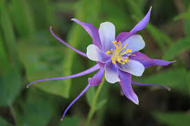 Its lavender and white petals add colorful accents to the rugged landscapes of colorado. Colorado Blue Columbine 2 Photograph By Gerri Duke