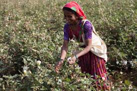 Department of agriculture forecasts a net income of $81,200 for all farmers the same year, while the bureau of labor statistics reported average salaries of $73,210 for farmers in 2013. How You Can Support Indian Cotton Farmers Through The Pandemic Fairtrade Australia New Zealand