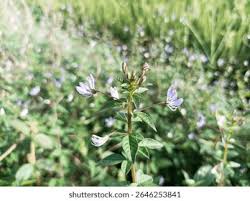 Image result for Cleome rutidosperma