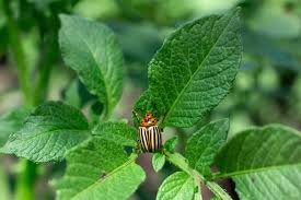 Proper plant care can minimize pest issues, reducing the need for chemicals. Colorado Potato Beetle Natural Insect Pest Control Harvest To Table