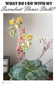 Its stem elongates for up to three inches. Pin On Gardening