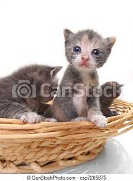 Kitten on a white background. Cute Newborn Baby Kittens Easily Isolated On White Adorable Cute Kittens On White Background Canstock