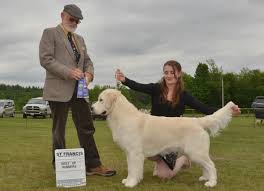 White golden retriever training and socialization. About Summer Brook Summer Brook