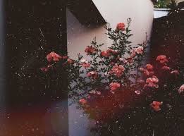 Pin By Natthinan Phetkul On Wtf Flower Aesthetic Pretty Flowers Beautiful Flowers