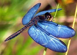 Black And Blue Dragonfly Blue Dragonfly I Don T Like Bugs Not At All But Dragon Fly And Lightening Bugs Heck Yes 3 Dragonfly Insect Blue Dragonfly Dragonfly