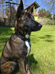 Maybe you would like to learn more about one of these? Brindle Dutch Shepherd With One Blue Eye 9gag