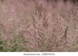 Image result for Agrostis epigejos