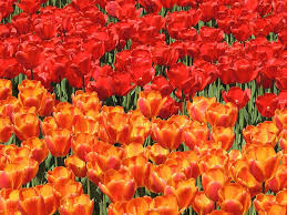 We're family owned and operated, and committed. Orange Flowers Tulips Red Flowers Red Orange Red Tulips Orange Tulips Albany Ny Tulip Fest Pikist