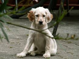 English Setter Puppy English Setter Puppies English Setter Setter Puppies