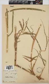 Image result for Panicum deustum