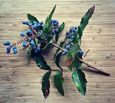 All grapes require heavy pruning to produce fruit, but after the first three growing seasons, different types of grapes need different pruning. Foraging For Oregon Grape
