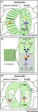 Guard cells regulate the of gas and water exchange, opens the stomata. Guard Cell Regulation Pulling The Strings Behind The Scenes Trends In Plant Science