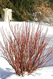 What is a dogwood shrub? Amazon Com 20 Red Twig Dogwood American Red Osier Shrub White Flower Cornus Sericea Seeds Garden Outdoor