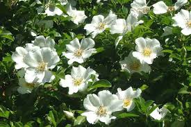 Image result for Rosa laevigata