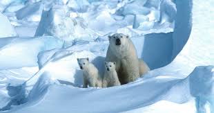 Pin On Environment Science Climate Change Impact