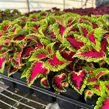 Image result for Coleus guerkei