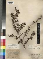 Image result for Terminalia boivinii