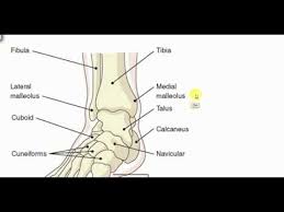 Understanding the basic terminology of macroscopic bone anatomy will assist in further osteological analysis. Lower Limb Bones Anatomy Lectures Youtube