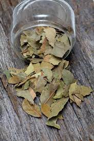 How long do picked basil leaves last? Do Bay Leaves Go Bad How Long Does It Last