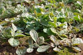 Image result for Glinus lotoides