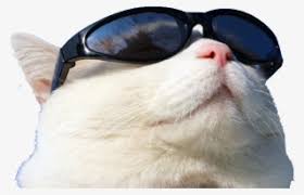 Нажмите на рожицу под полем для ввода текста. Wearing Cat Github Sunglasses Sunscreen Free Transparent Cool Cat Wearing Sunglasses Png Image Transparent Png Free Download On Seekpng
