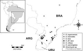 Image result for Eriochrysis