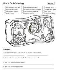 On the plant cell coloring worksheet, color the nucleus red. Plant Cell Coloring