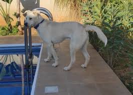 Enter your email address to receive alerts when we have new listings available for labrador puppies for sale london. Yniu3ca7bye6fm