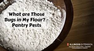 my flour?  pantry pests