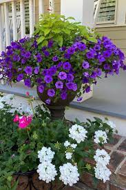 A Front Yard Wonder In 2021 Purple Plants Garden Containers Container Gardening
