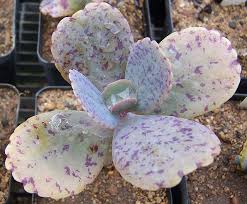 Image result for Kalanchoe hametiorum