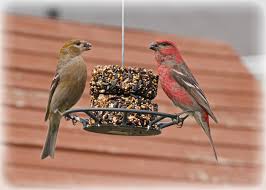 They have no red coloring. Male And Female Pine Grosbeaks Feederwatch