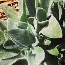 You will find mullein growing in dry gravel or sandy soils. Edible Medicinal Ornamental Herb Lamb S Ear Our Permaculture Life