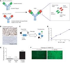 Tumor Conditional Anti Ctla4 Uncouples Antitumor Efficacy From Immunotherapy Related Toxicity Abstract Europe Pmc