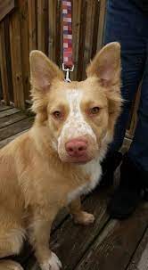 Adopt Freckles Foster Needed On Petfinder Australian Shepherd Dog Adoption Pet Adoption