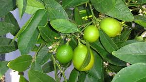 Image result for Citrus × aurantiifolia
